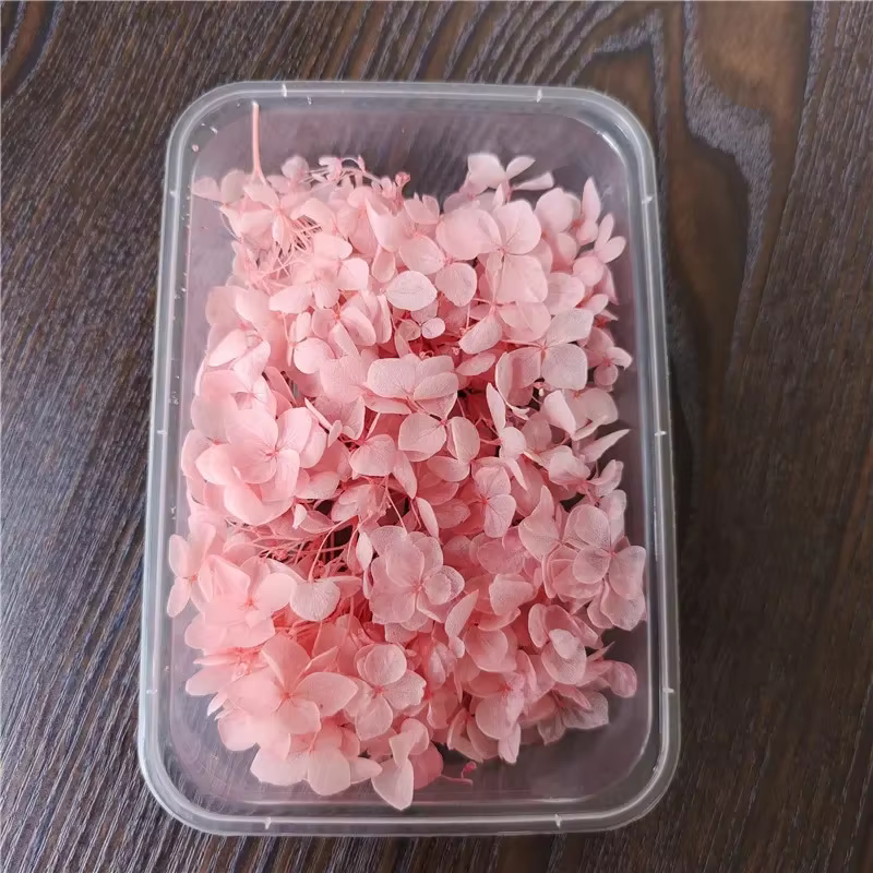 Fleur éternelle d'hortensia Anna préservée sous cloche en verre, cadre photo, décoration DIY avec fl