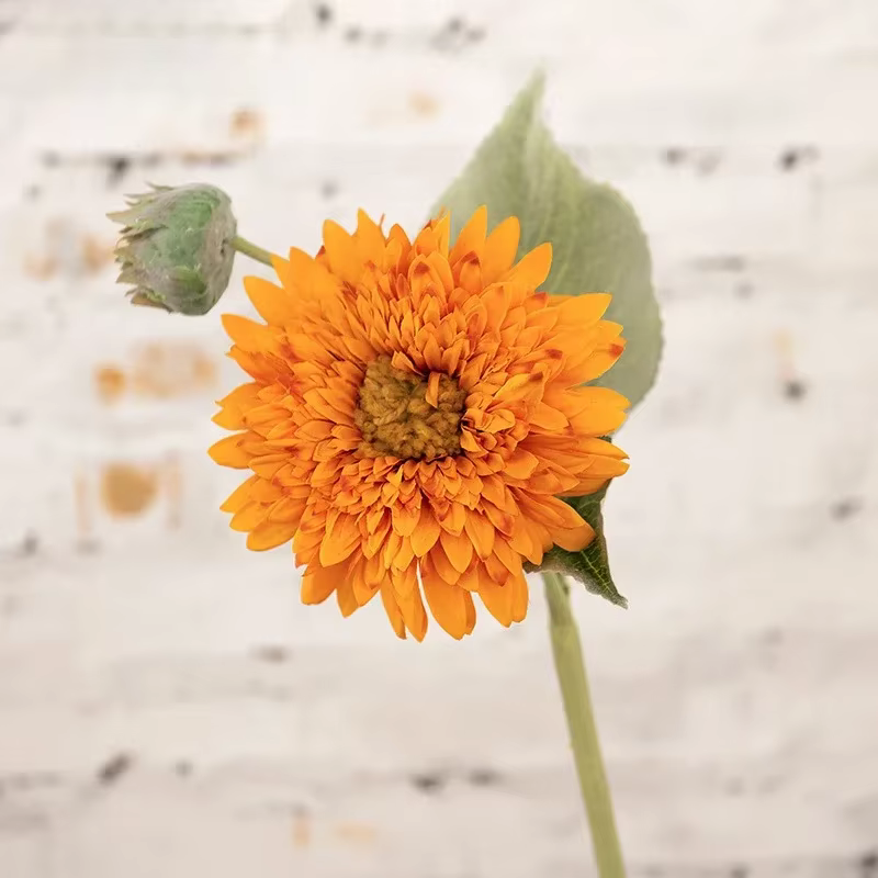 Tournesols artificiels à double pétale, fleurs de simulation, tournesol violet profond, décor de caf