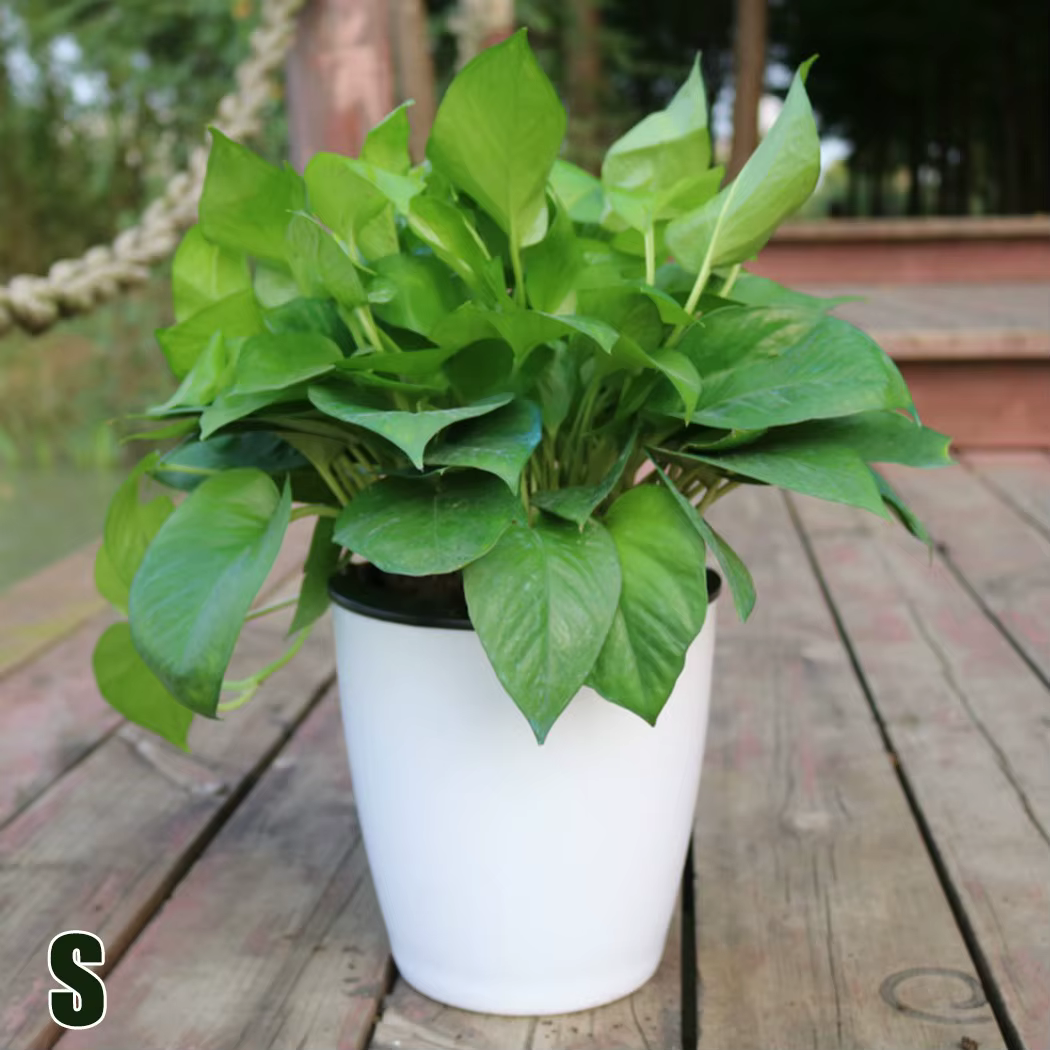 Pot de fleur paresseux en plastique à absorption d'eau automatique, 1 pièce, Pot d'arrosage automati