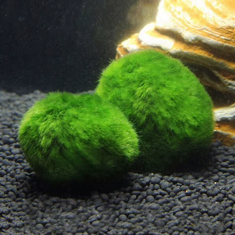 Boules de mousse Marimo de 3-4 cm, plante d'aquarium vivante, algues, ornement pour aquarium de pois