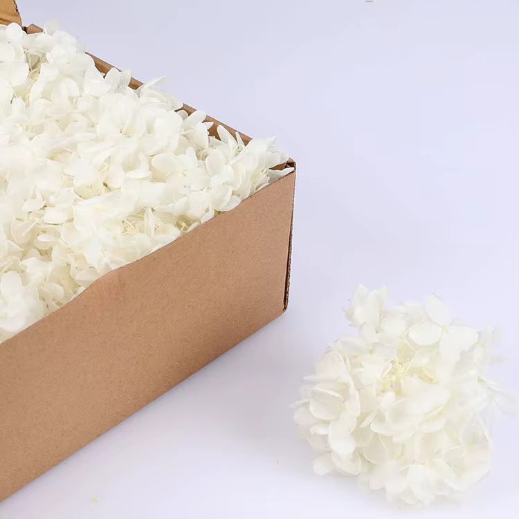 Boîte-cadeau de pétales d'hortensia éternel séché, vraie fleur, gros cuir chevelu, Anna, fleurs flot