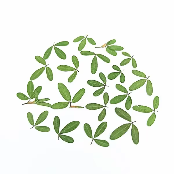 PMurcia-Feuilles séchées de plusieurs sortes, plantes du cuir chevelu, herbier pour bijoux, carte po