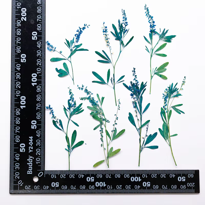 24 pièces, Fleurs de Mélilot Naturelles Pressées, Spécimens de Plantes Séchées, Feuilles et Fleurs V