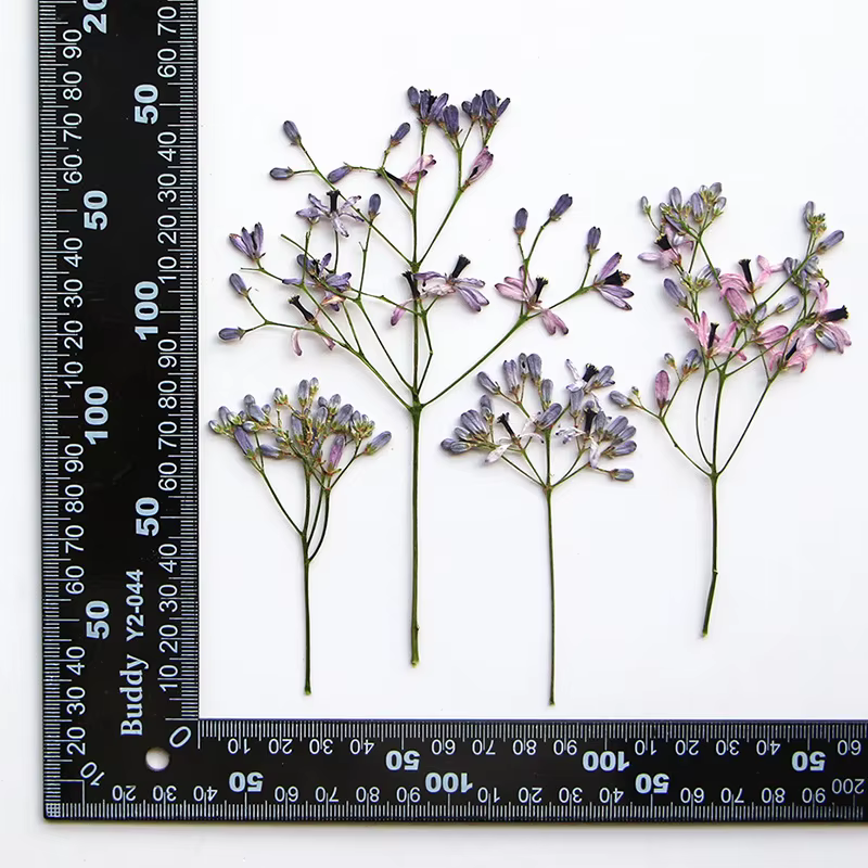 10-16 cm/12 pièces, branches de fleurs Melia azedarach pressées réelles, décorations de colle goutte