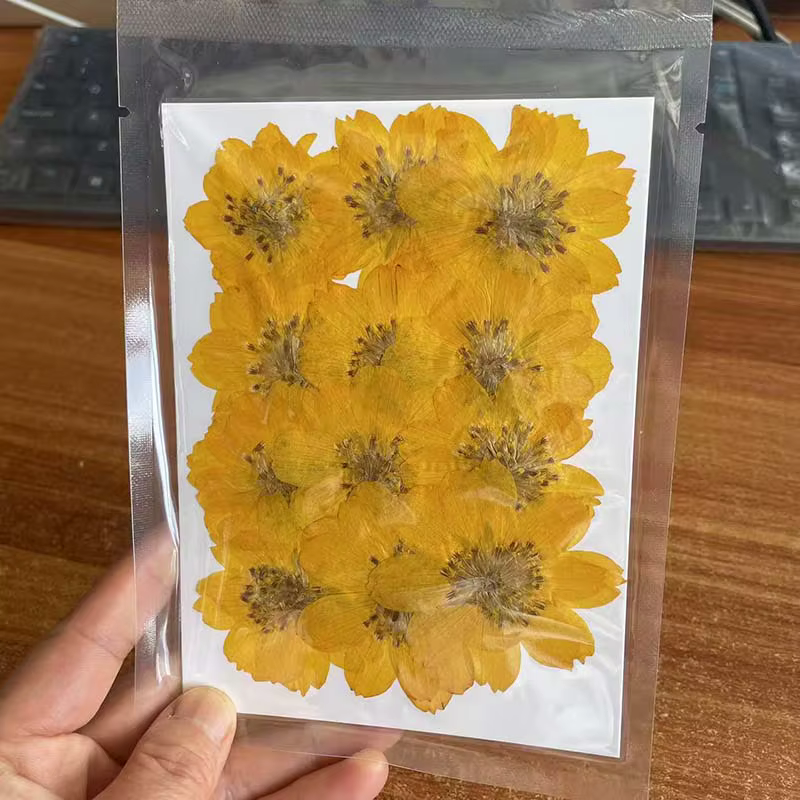 Têtes de fleurs de Cosmos Sulphureus séchées et pressées, naturelles, de 2 à 6 cm, en jaune et orang