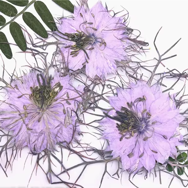 Fleurs pressées naturelles, 3-5cm/12 pièces, véritable amour dans une brume florale, Invitations de 
