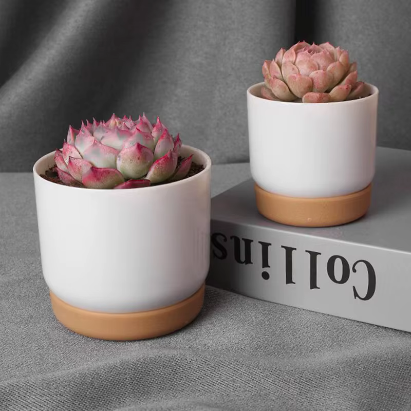 Petit pot de plantes vertes succulentes, double couche, aneth