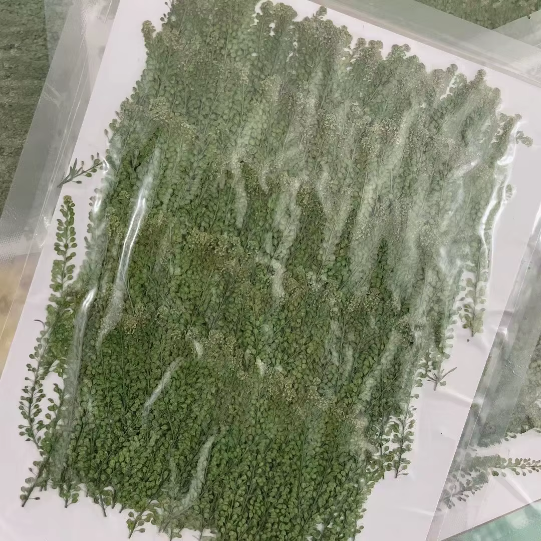 250 feuilles de Lepidium Apetalum pressées et séchées, herbarium pour la création de bijoux, coques