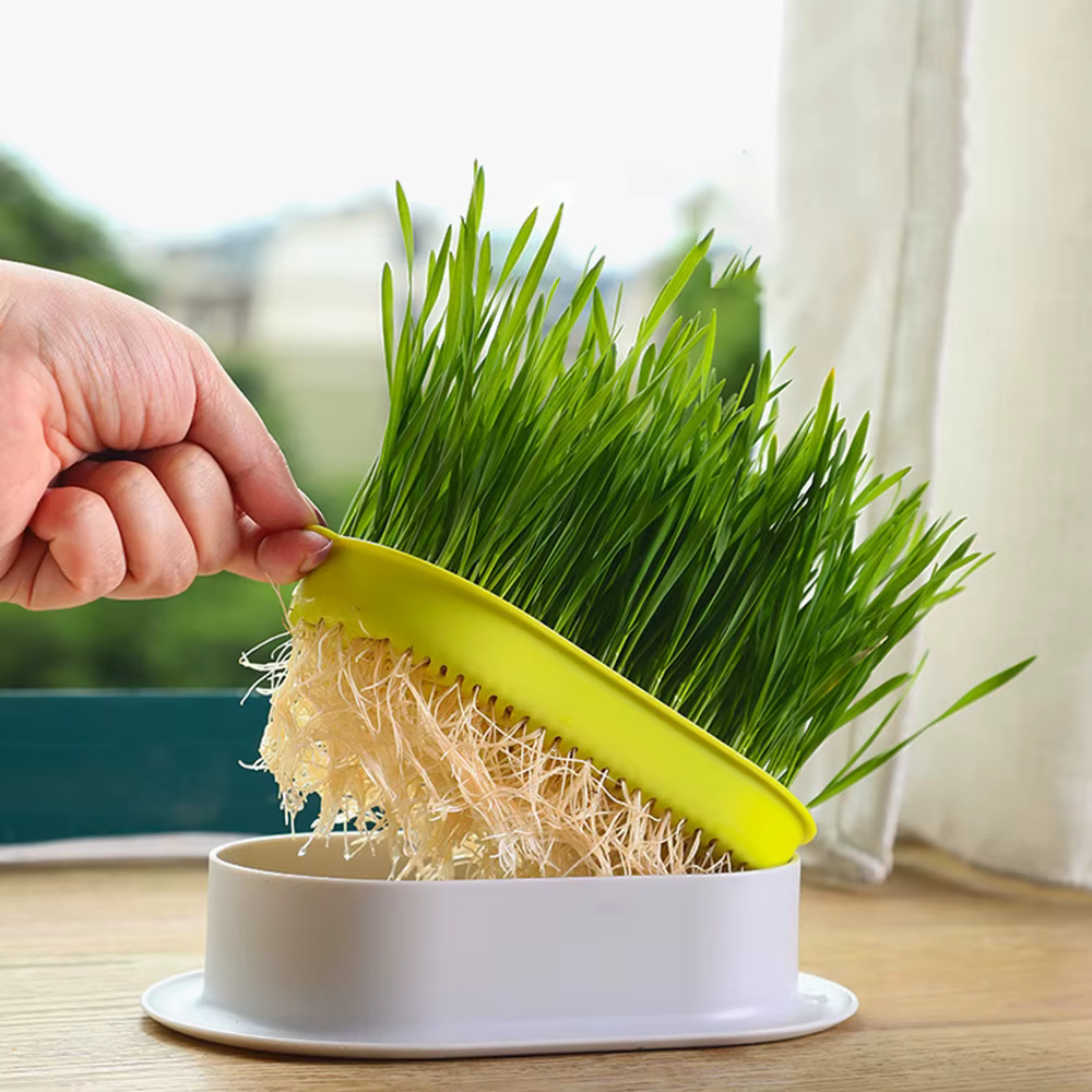 Nouveau plat de germination de chat de compagnie Pot de culture plante hydroponique chat herbe Germi