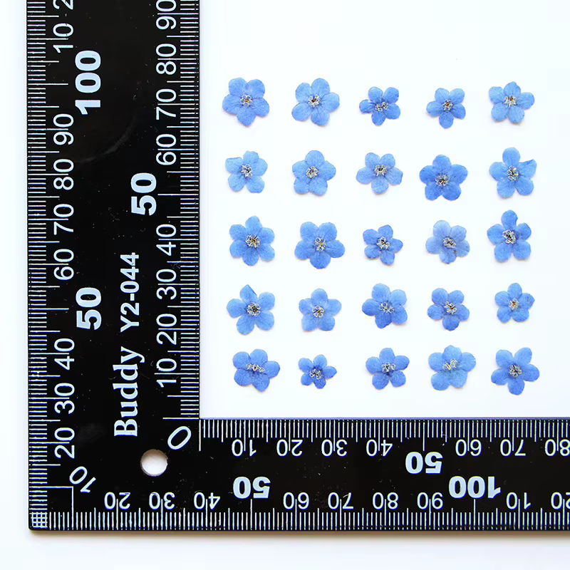 100 fleurs de myosotis, fleurs séchées, fleurs pressées, cadres photo faits à la main, ornements en 