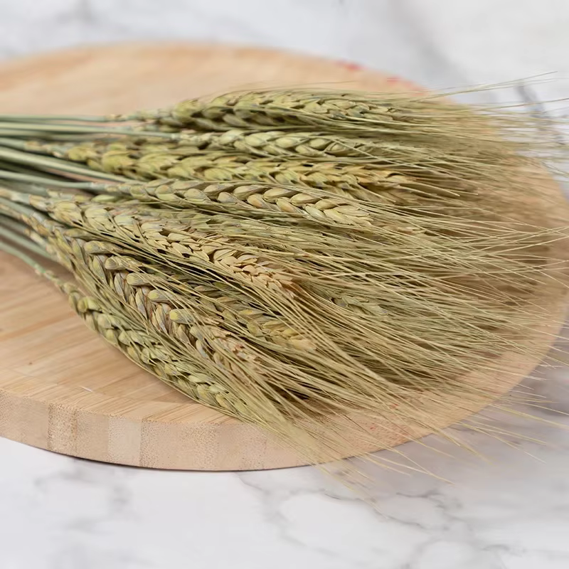 Fleurs séchées en forme d'oreille de blé naturel, pour guirlandes de mariage, décoration de fête de 