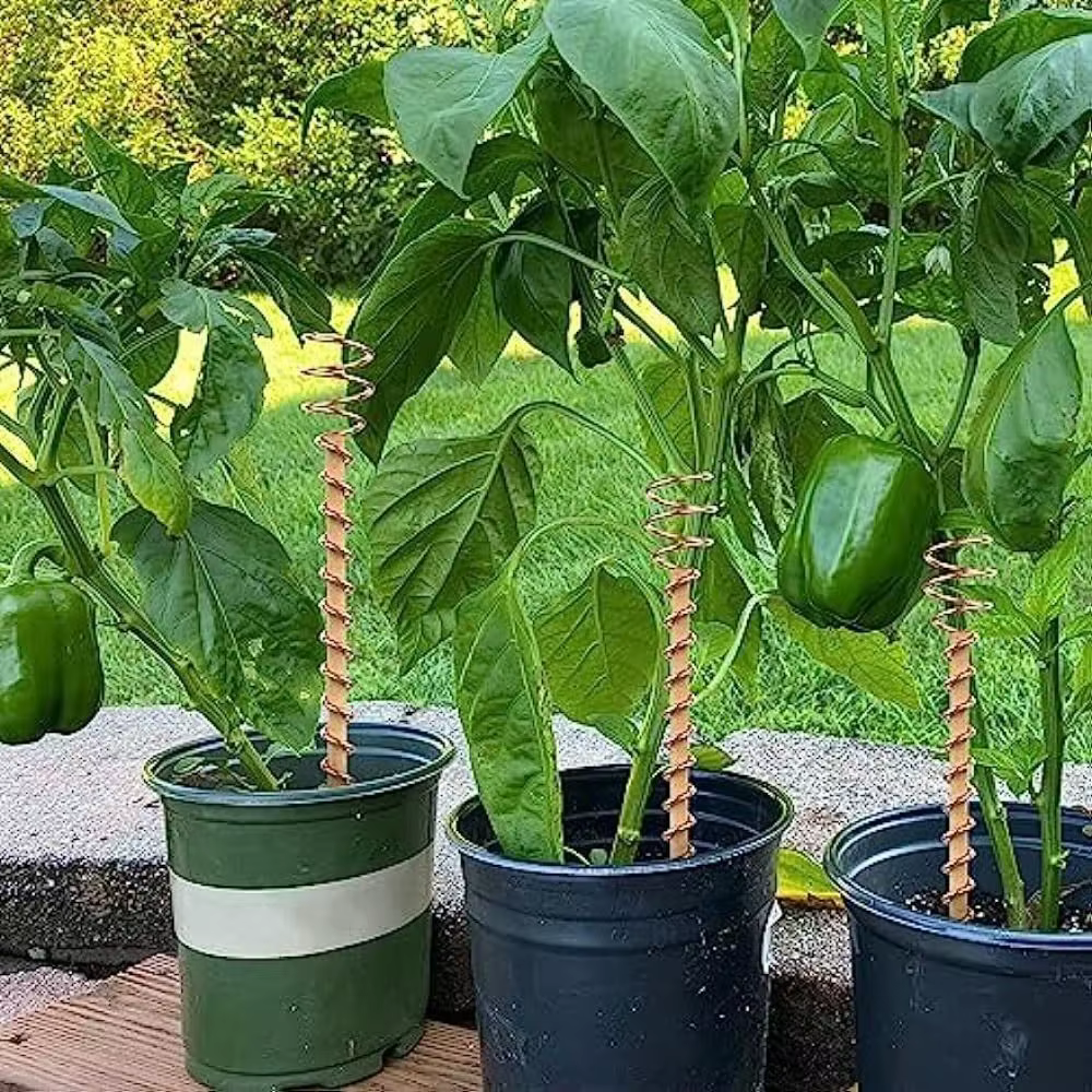 Piquets de plantes d'électro-culture bonsaï en cuivre, fil de bobine en bois, nouvelle bobine de cui