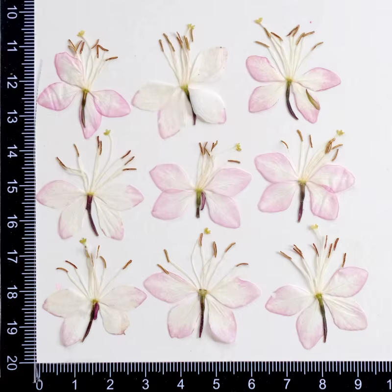 Kit d'échantillons de fleurs pressées séchées, 24 pièces, fleur de pêcher et fleur de papillon pour 