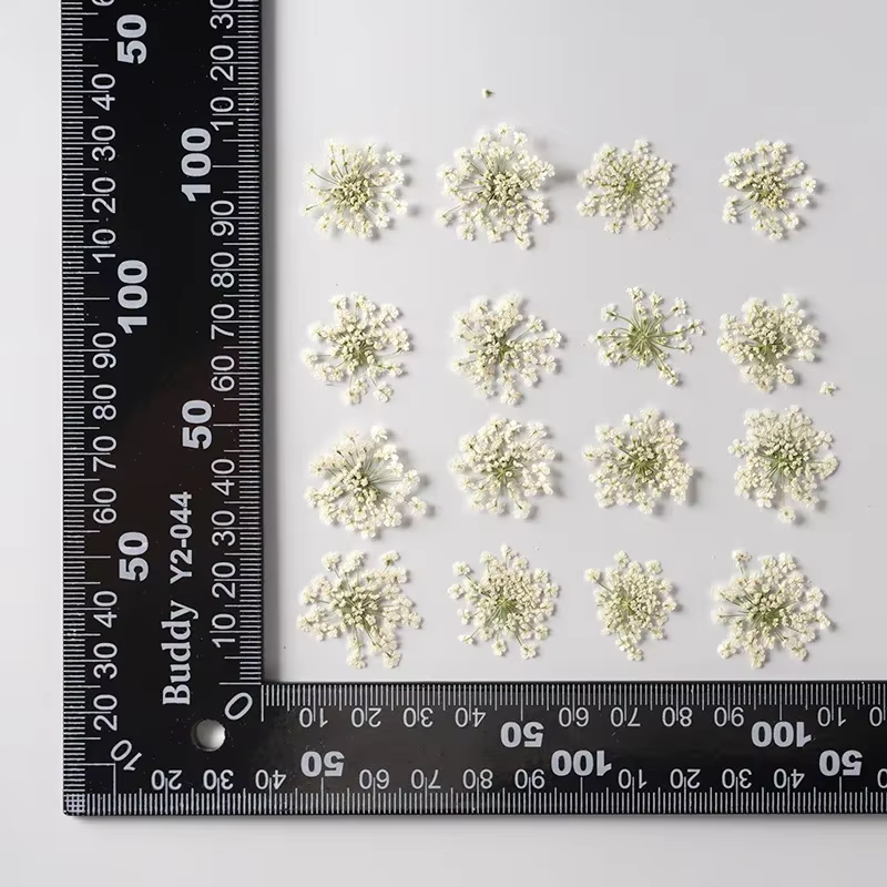 Fleur Ammi Majus séchée et pressée naturelle, 12 pièces/paquet, pour coque de téléphone portable, ma