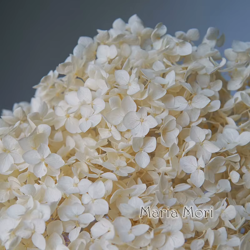 Hydrangea Annabelle séchée naturelle, fleur véritable pour bouquet de mariage, décoration de vase à 
