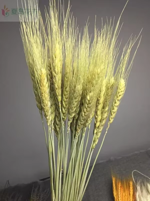 Tiges de blé séchées naturelles, bouquet d'épis de blé dorés, 20, 50, 100 pièces, décoration rustiqu