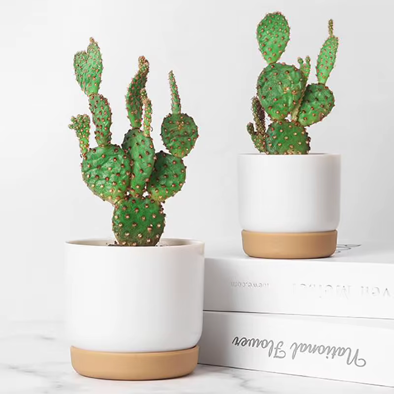 Petit pot de plantes vertes succulentes, double couche, aneth
