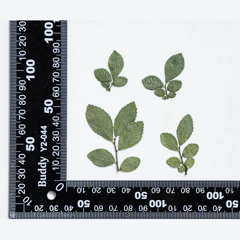 24 pièces/4-5cm, vraies feuilles d'orme pressées fleur, bricolage fleur sèche coque de téléphone por