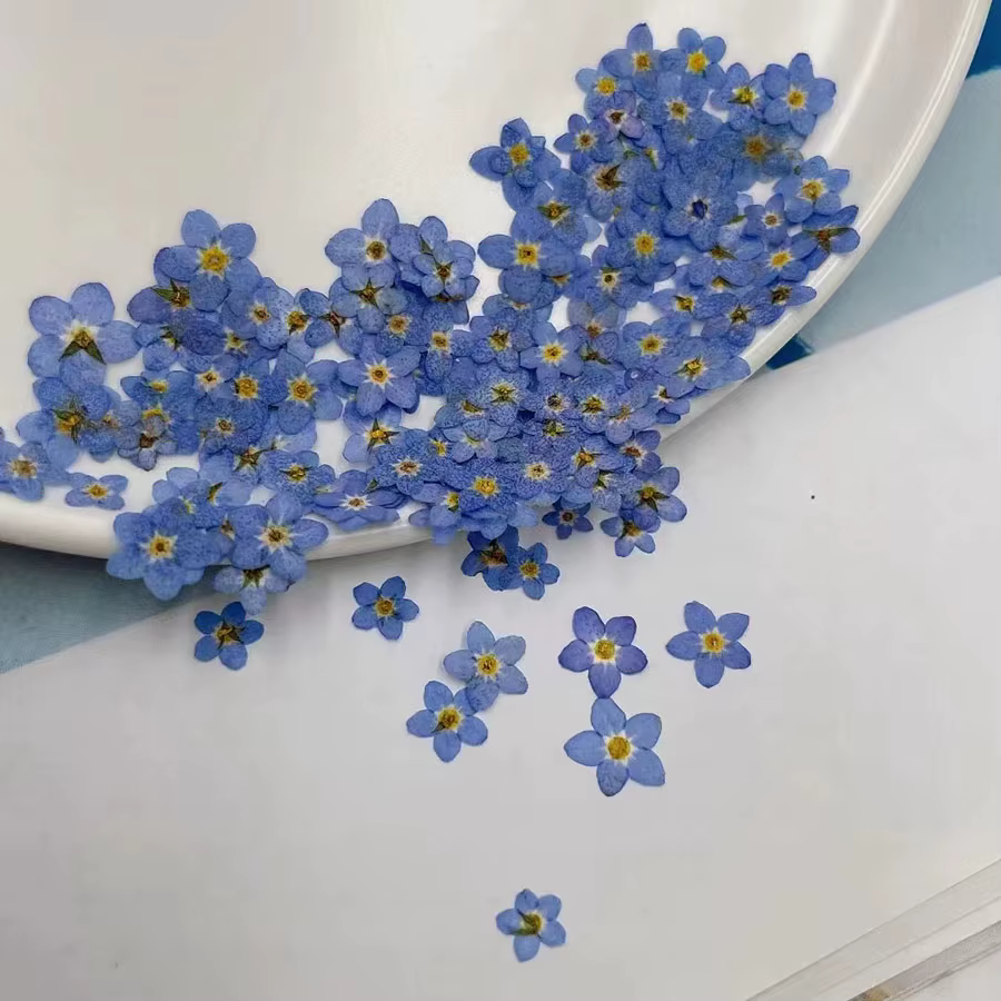 100 pièces pressé séché Mini naturel bleu Forgetmenot Myosotis Sylvatica fleur plante herbier pour b