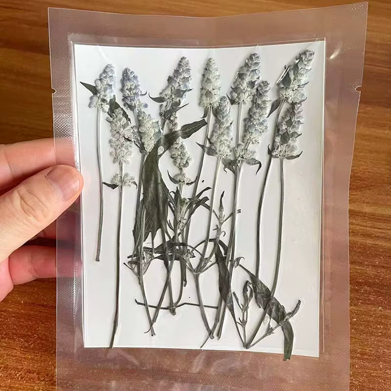 Group plante naturelle PMurcia fleurs de µséchées, décor de sauge d'ange sec pour bijoux en résine b