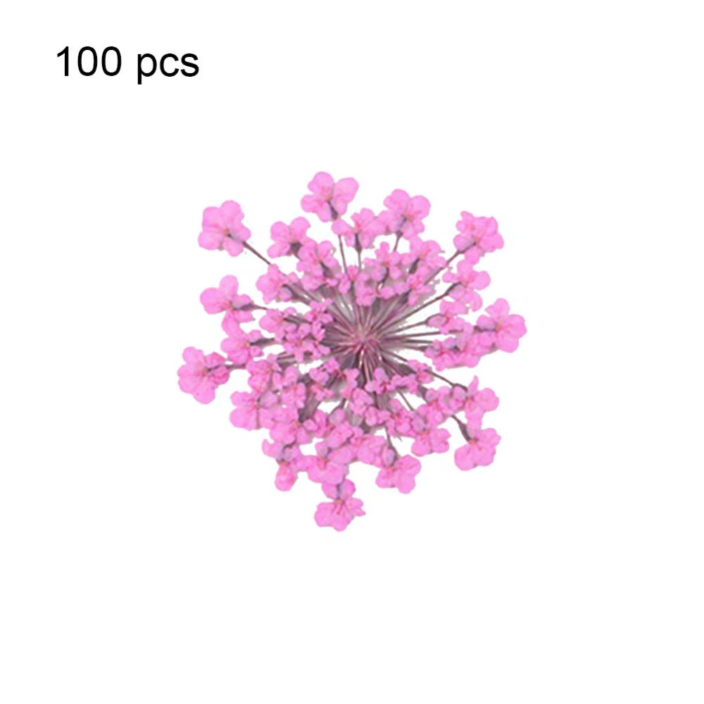 100 pièces plante naturelle fleur séchée pressée séchée Ammi Majus fleur résine époxy ongles artisan