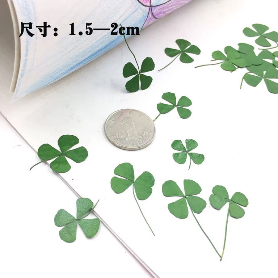 Feuilles séchées vertes PMurcia 4-scalp, plantes porte-bonheur, herbier pour bijoux, pendentif, bagu