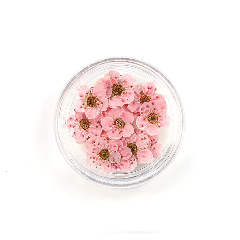 Nouveau 20 pièces/boîte pressé séché narcisse fleur de prunier pour résine époxy fabrication de bijo
