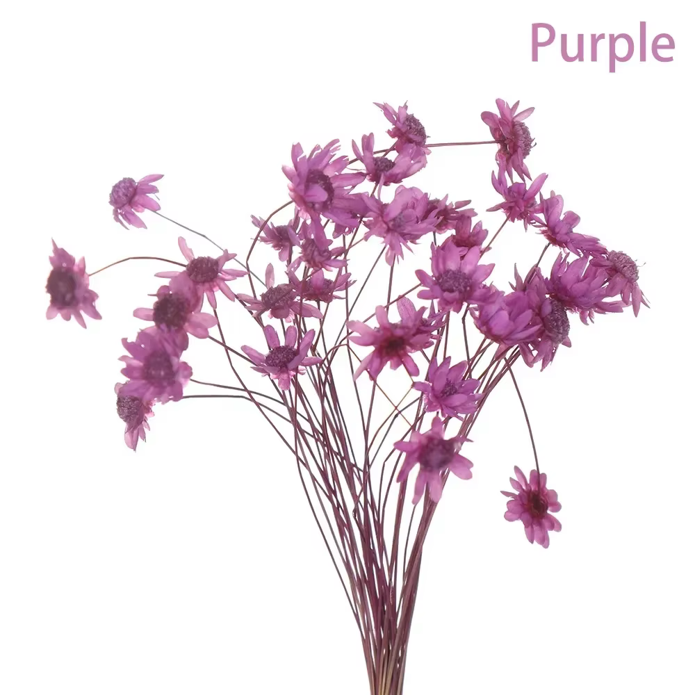 Bouquet de Fleurs vaccées Décoratives, Petites Étoiles, Plantes Naturelles, Préservation Florale pou