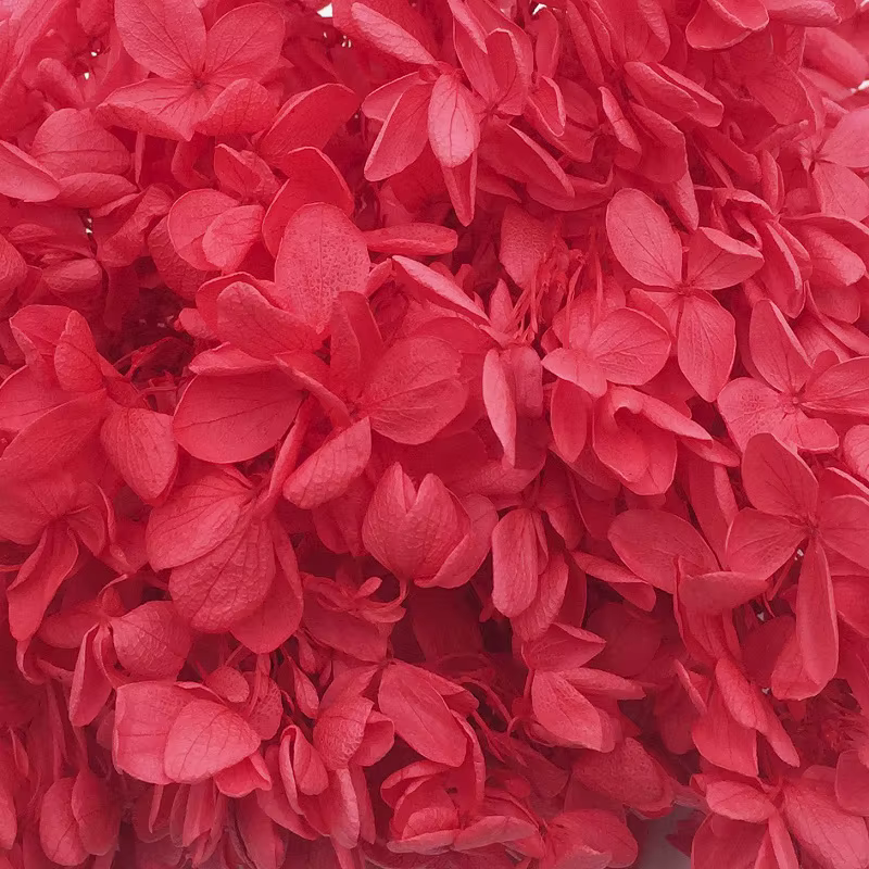 100G Grade B Hortensia en bois fleurs pour toujours fleurs séchées conservées hortensia saint valent