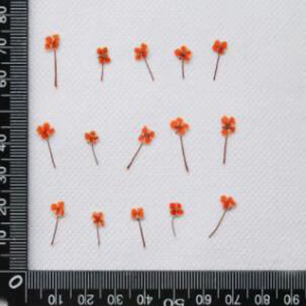 Mini plante de fleur de Lobularia Maritima séchée pressée, herbier pour bijoux, carte postale, carte