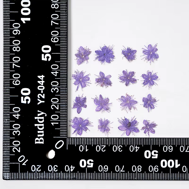 12 Pièces de Fleurs Séchées Naturelles (Symplocos Paniculata) pour DIY Marque-pages, Coques de Télép