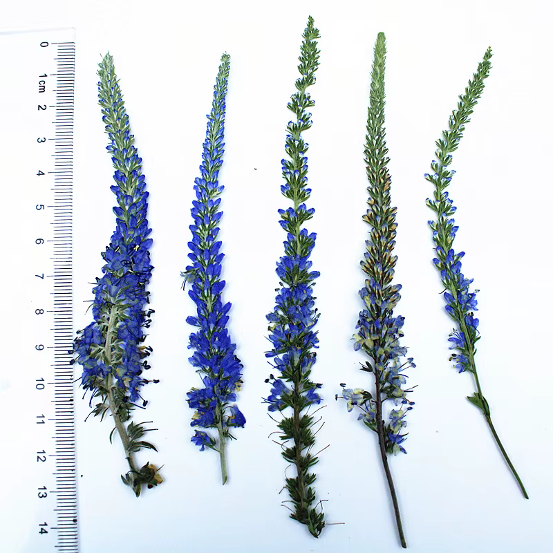 12 pièces, fleurs de lavande de Salvia violet séchées, Kit de matériaux de fleurs pressées, spécimen