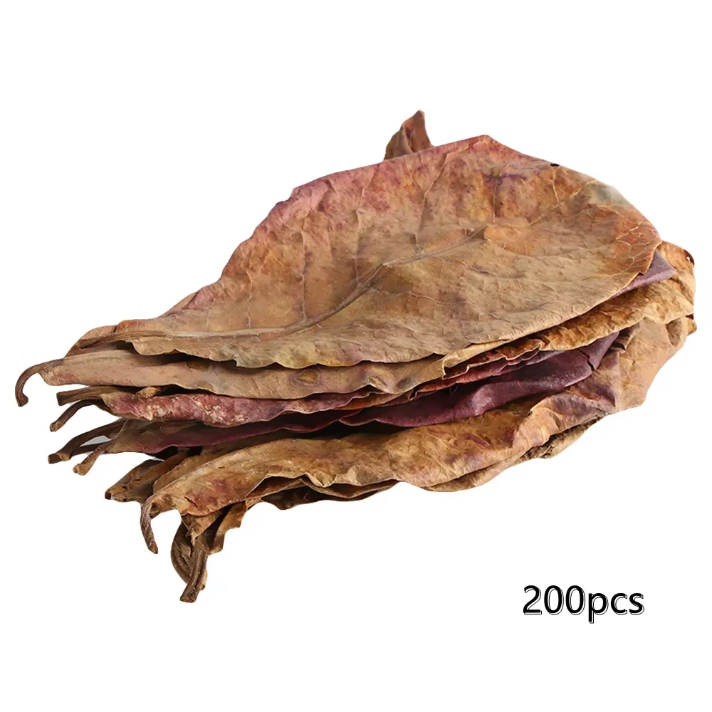 Terminal naturel Catappa Foetida feuilles île feuille d'amande traitement de nettoyage de poisson ré