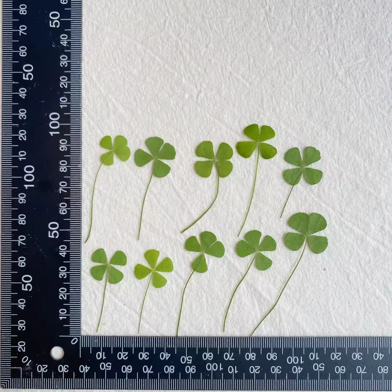 Trèfle à quatre feuilles pressé naturel, fleur séchée, pour pendentif en résine époxy, fabrication d