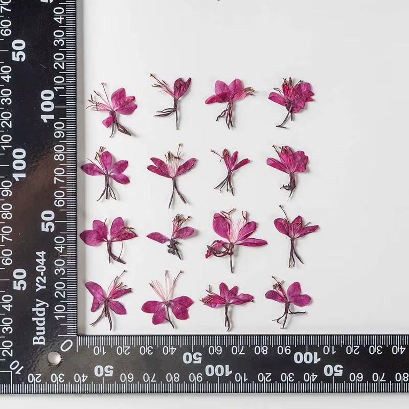 Véritables fleurs de Murcia séchées naturelles, presse à sec, branches d'ange de pêche de montagne p