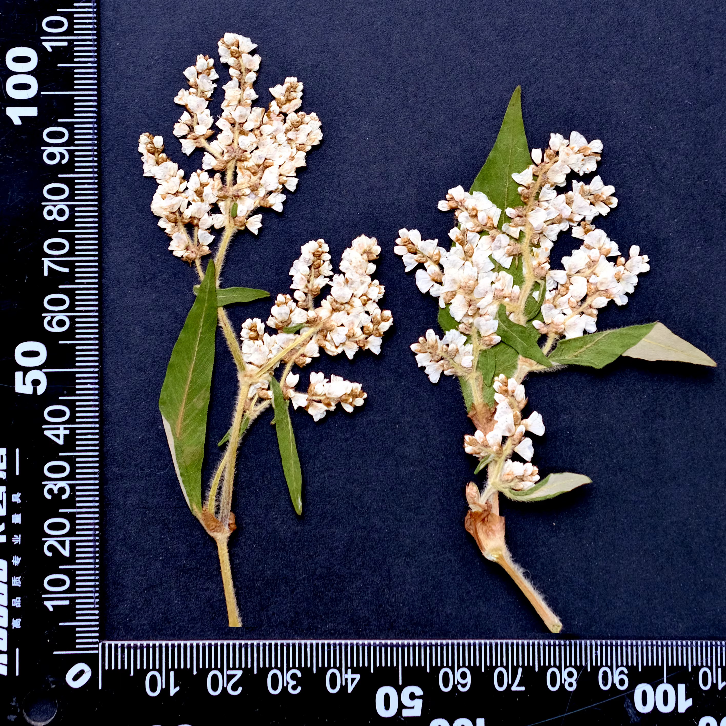 12 pièces, fleurs pressées séchées de sarrasin naturelles, fournitures de bricolage pour Scrapbook, 
