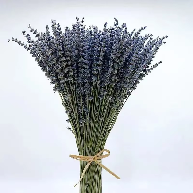 Bouquets de fleurs séchées naturelles de µpour la décoration intérieure, parfum de qualité supérieur