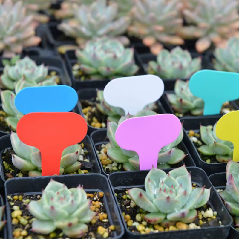 Étiquettes de jardin, 100 pièces, Classification des plantes, signe de tri, billet, plaque d'écritur