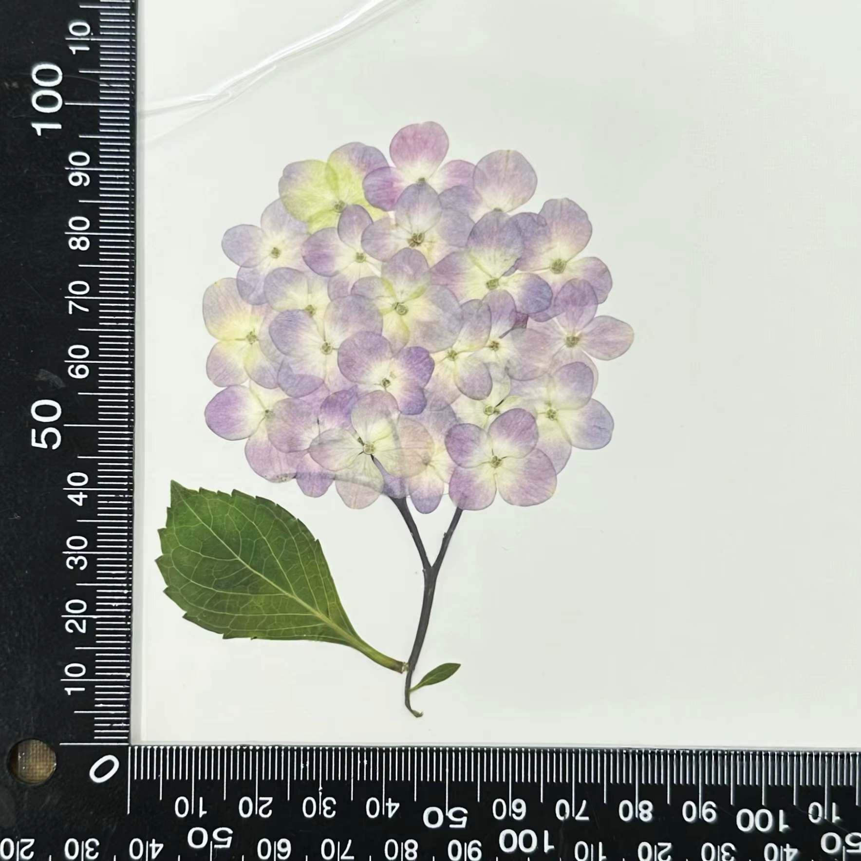 1 sac, fleurs d'hortensia Dryd à branche entière, cadres Photo de fleurs pressées, cartes de vœux, a
