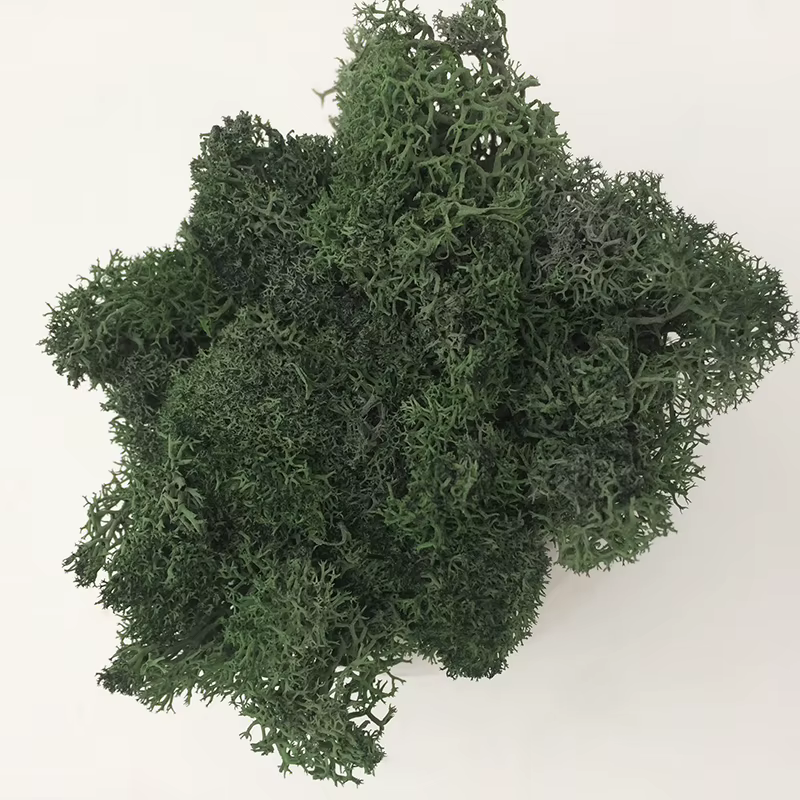 Plante Verte Artificielle de Qualité, Mousse de Vie Éternelle, Fausse Fleur, Décoration Murale pour 