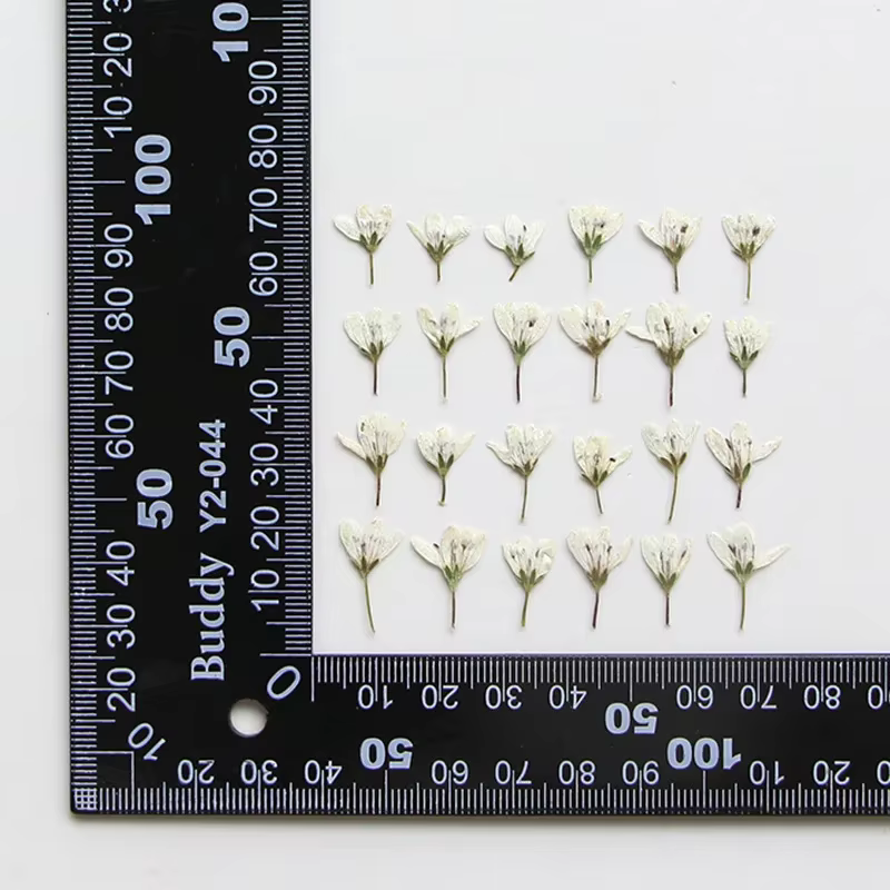 Lot de 12 mini-fleurs séchées de Pennisetum pressées de 1-2 cm pour la fabrication de marque-pages D