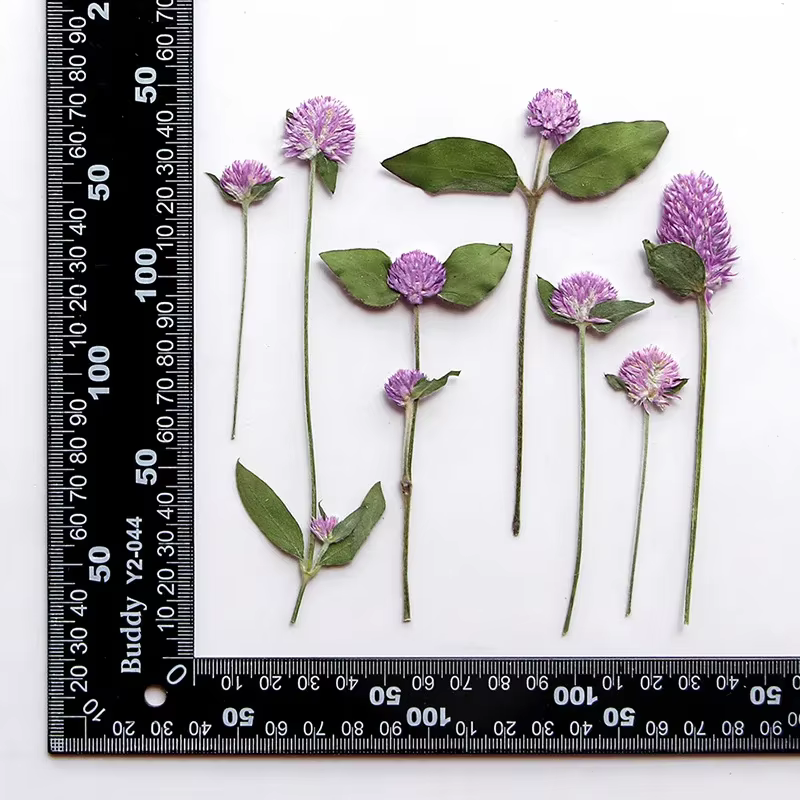 Fleurs Gomphrena séchées pressées naturelles, 7.5-13.5CM/24 et 12 pièces, Globe à pression sèche, fl