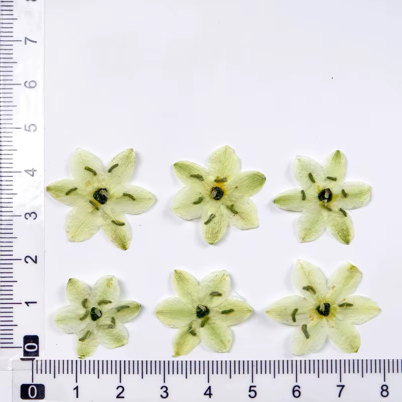 8 pièces, sans décoloration velours pressé vraies fleurs conservées étoile Bethlehem pour résine bij