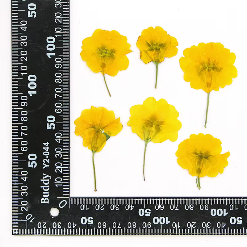 48 pièces de fleurs séchées de primrose européenne, spécimens de plantes naturelles pressées, matéri