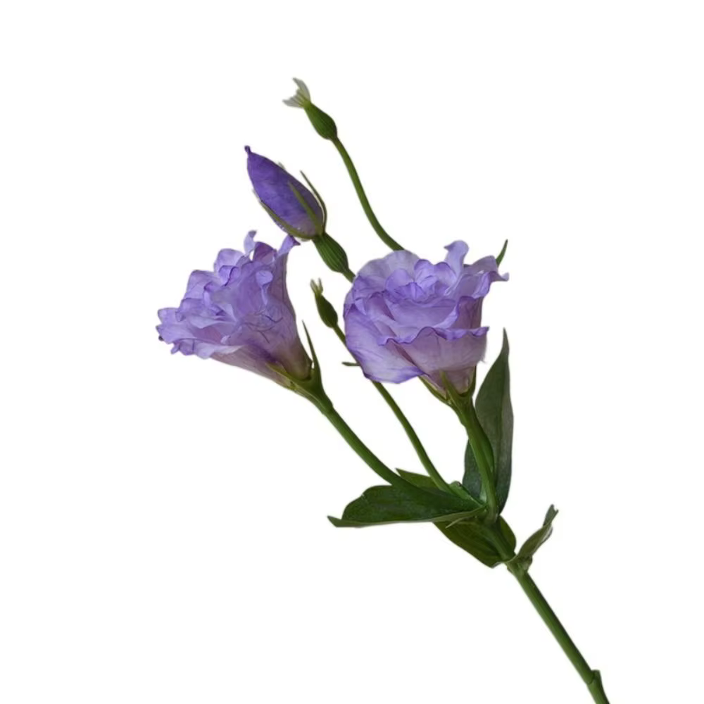 Fleurs artificielles Lisianthus au toucher réel, fleurs en soie, fleurs d'Eustoma réalistes, bouquet