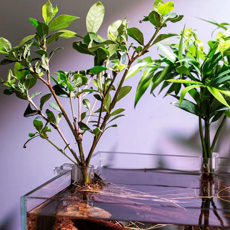 6 pièces Support plante d'eau pour Aquarium Aquarium Support plante hydroponique Support plante Stab