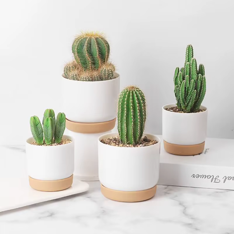Petit pot de plantes vertes succulentes, double couche, aneth