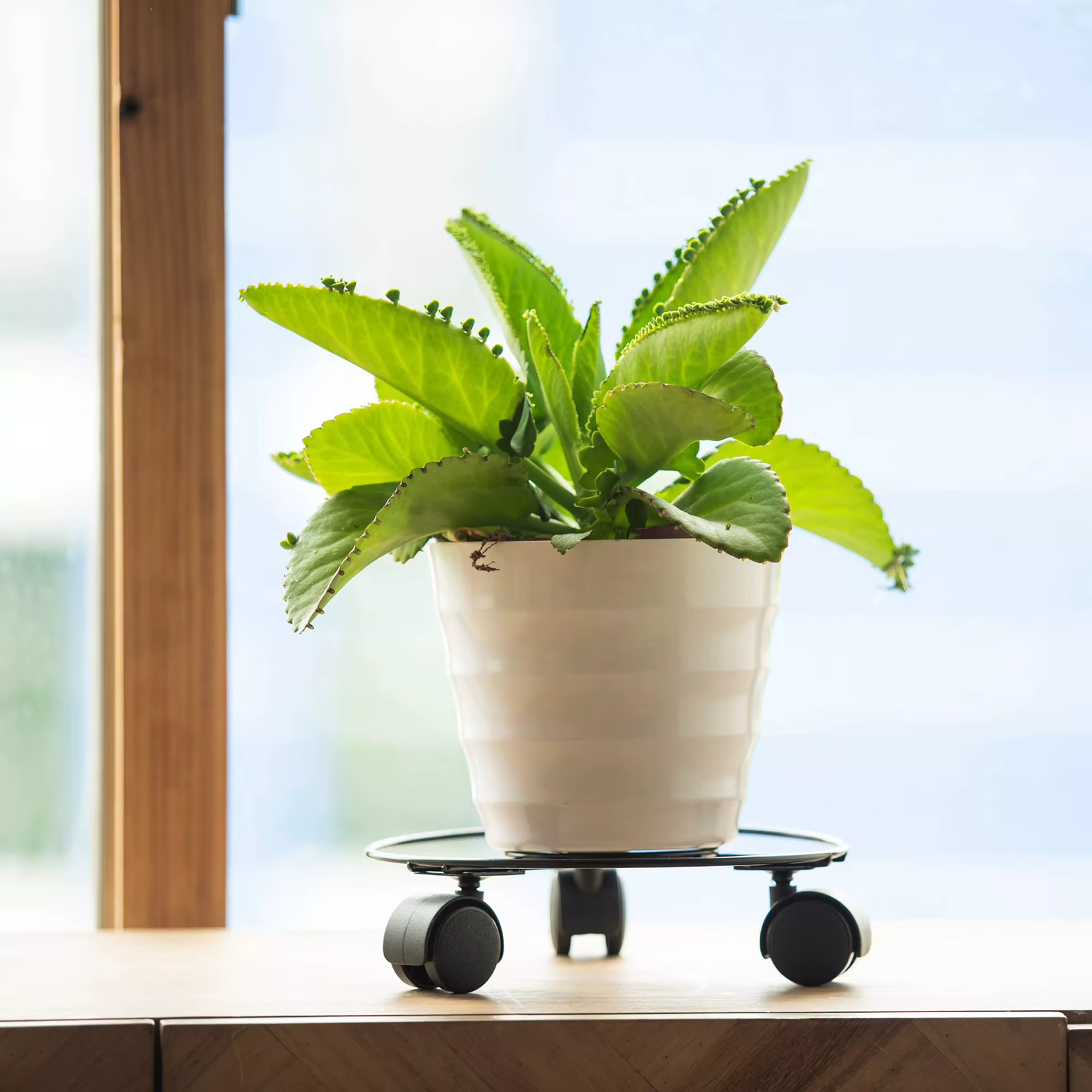 Soucoupe à plantes support pour plantes roulant avec 3 roues plateau pour plantes rouleau accessoire