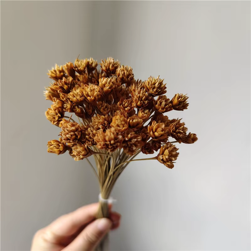 Bouquet de fleurs séchées réelles, 20g, petites fleurs de montagne, spécimen de fleurs, matériel de 