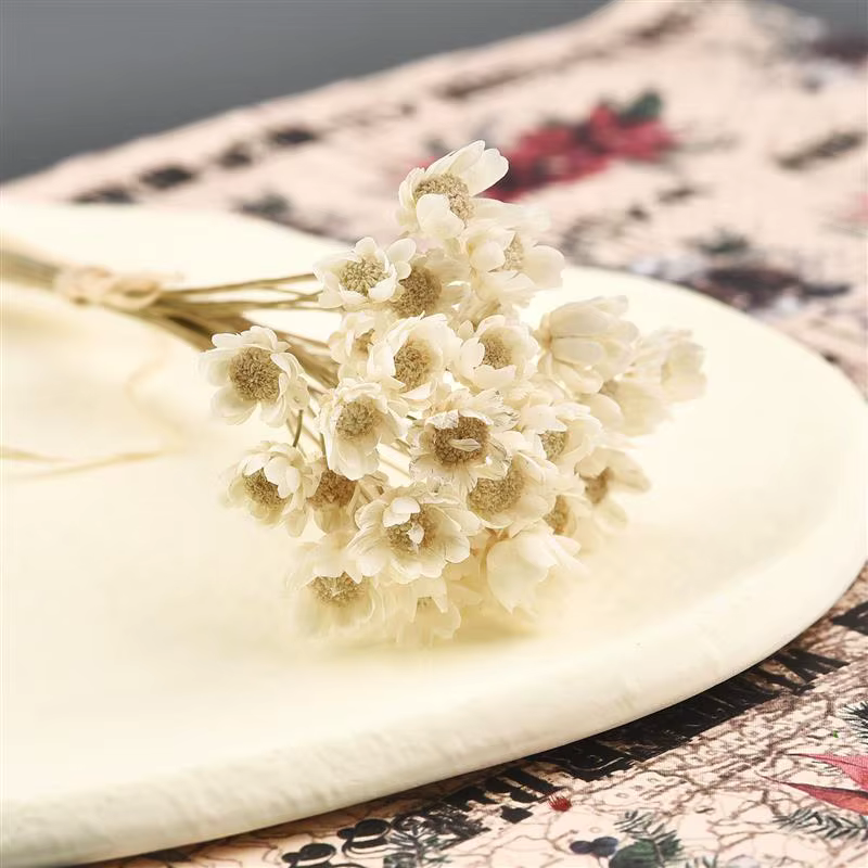 Bouquet de Fleurs vaccées Naturelles de Style Nordique, Chrysanthème Blanc Coloré, à Faire Soi-Même,